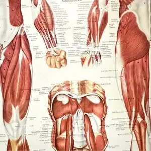 Art | The Muscular System Anatomical Chart Laminated Wall Hanging Print ...